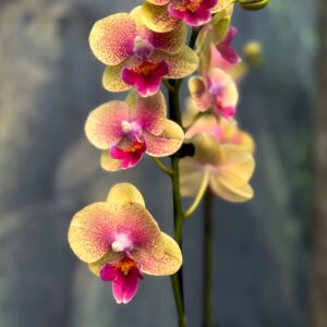 Phalaenopsis Papagayo, blommor