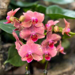 Phalaenopsis Pirate Picotee, blommor