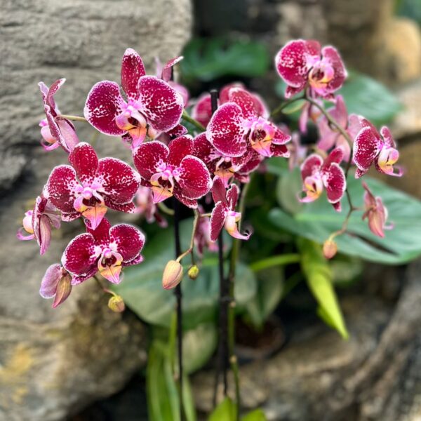 Phalaenopsis Purple 1, blommor