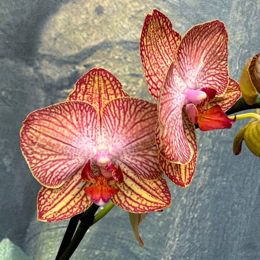 Phalaenopsis Ravello, blommor