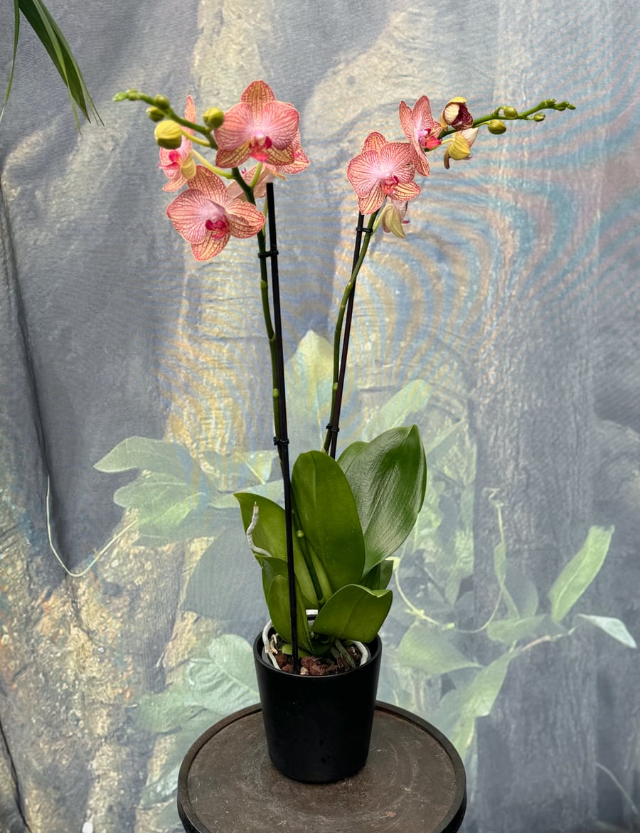 Phalaenopsis Ravello, i blom
