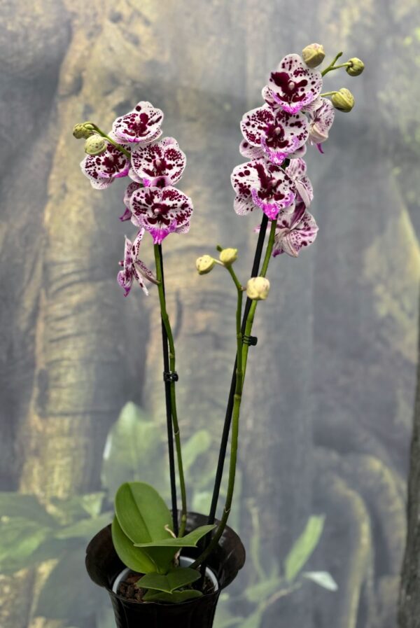 Phalaenopsis Signature, 2 stänglar