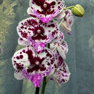 Phalaenopsis Signature, blommor