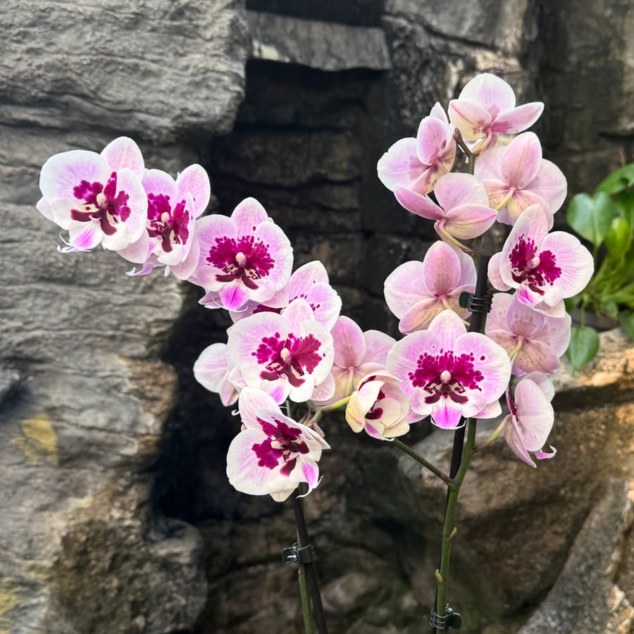 Phalaenopsis Speechless Elegance, blommor