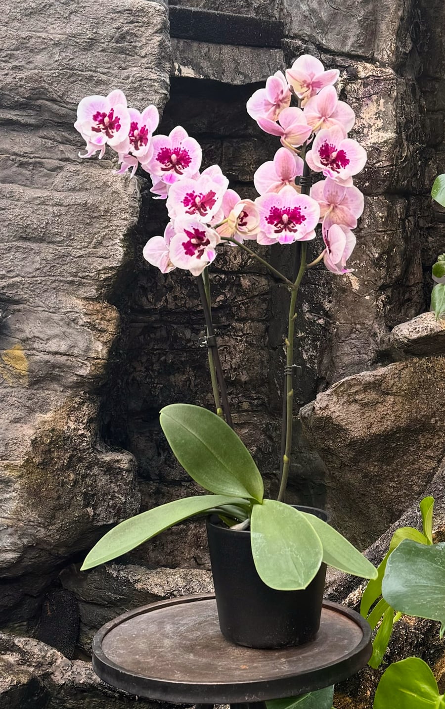 Phalaenopsis Speechless Elegance, i blom