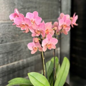 Phalaenopsis Treviso, blommor