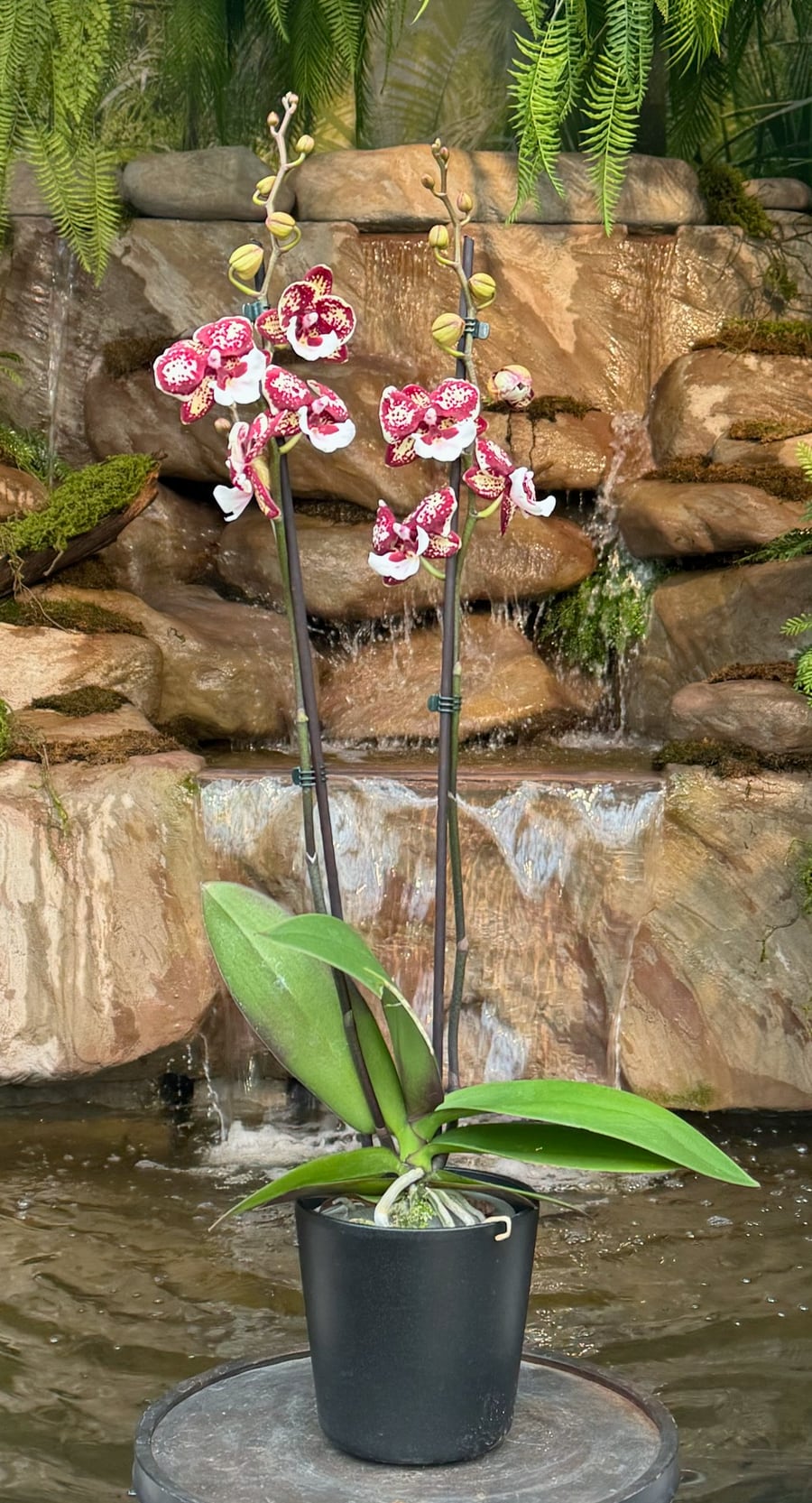 Phalaenopsis Untold Stories, 2 stänglar