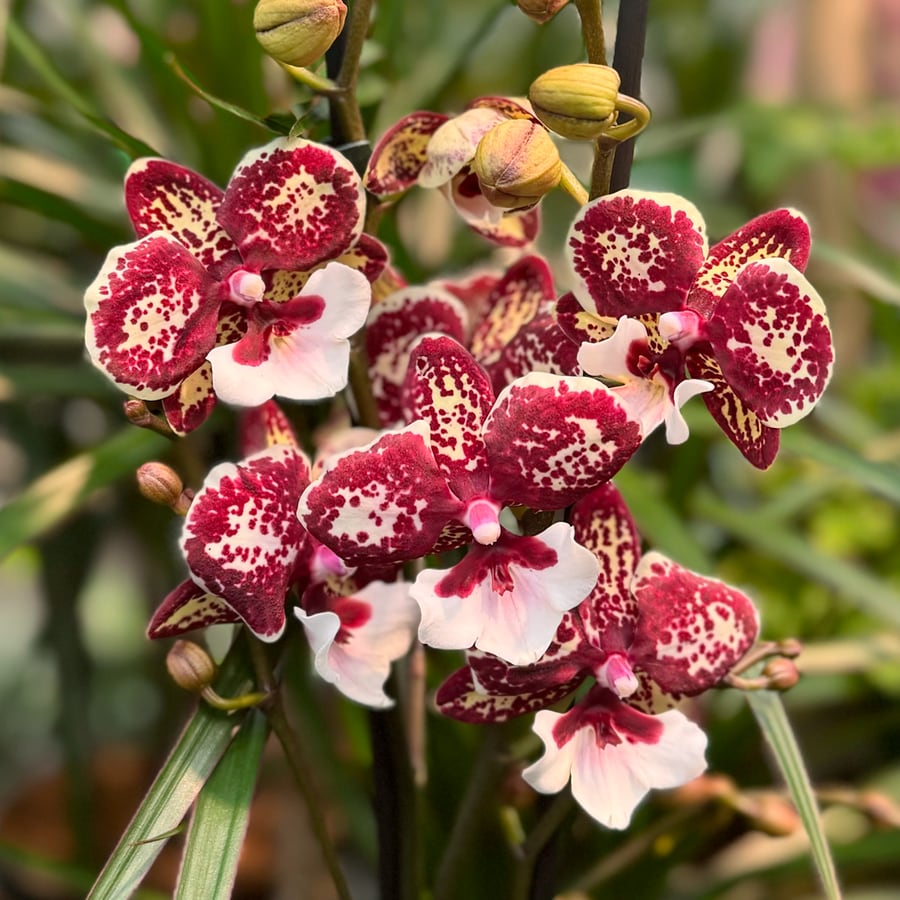 Phalaenopsis Untold Stories, blommor