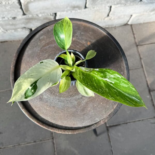 Philodendron imbe 'Jose Buono', blad