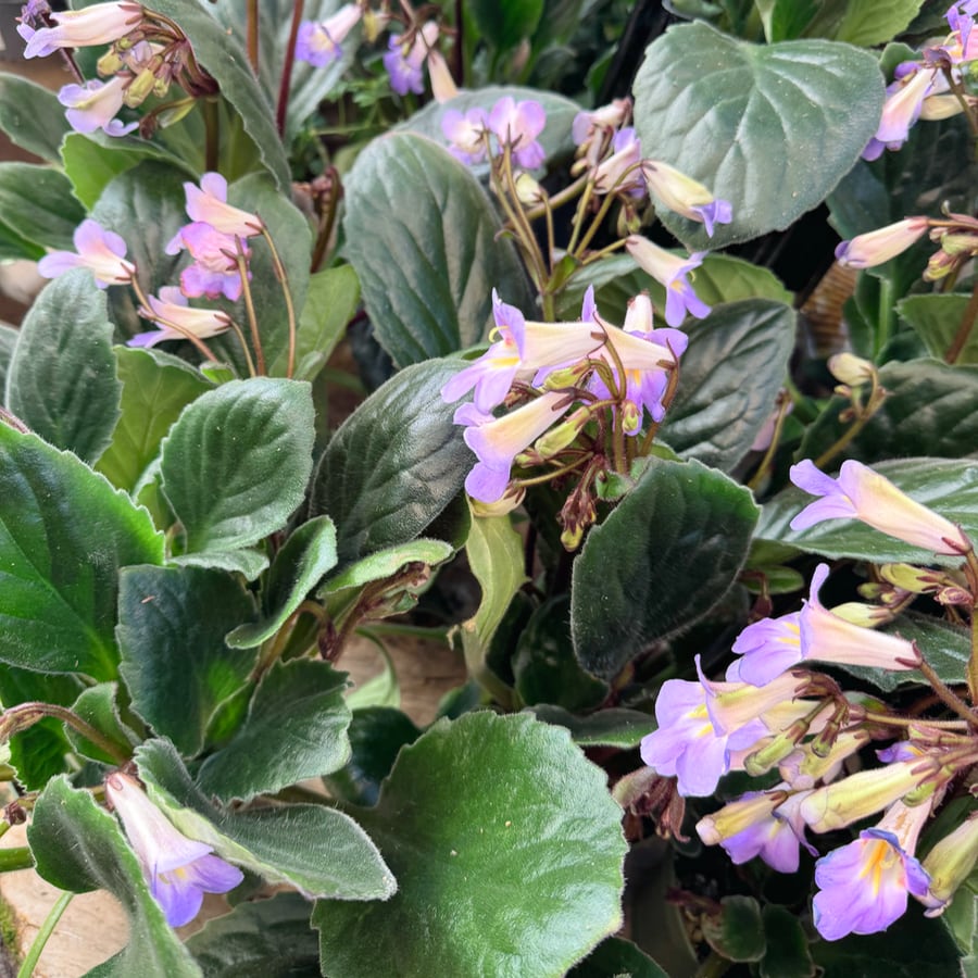 Primulina dryas 'Purpelina', blommande plantor