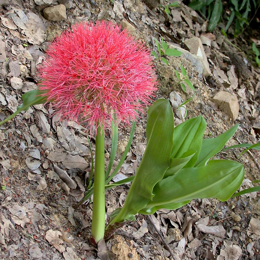 Scadoxus multiflorus, blommande planta