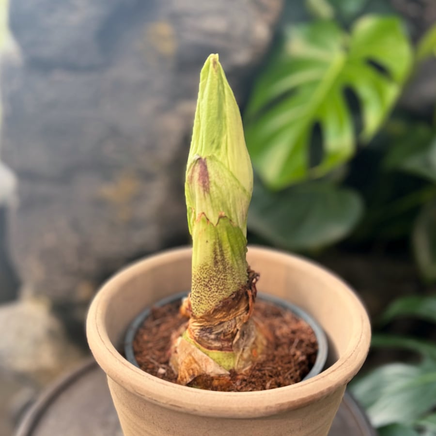 Scadoxus multiflorus, knoppar