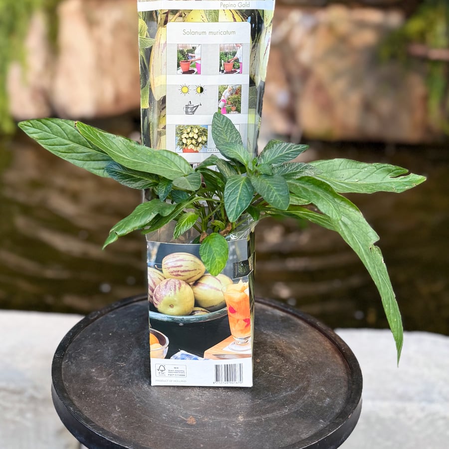 Solanum muricatum 'Pepino Gold', ung planta