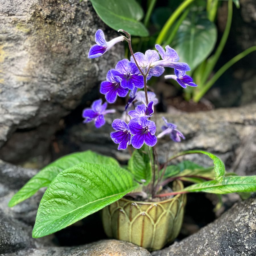 Streptocarpus hybrid, blå med vitt, blommande planta