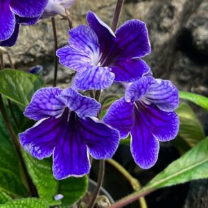 Streptocarpus hybrid, blå med vitt, blommor