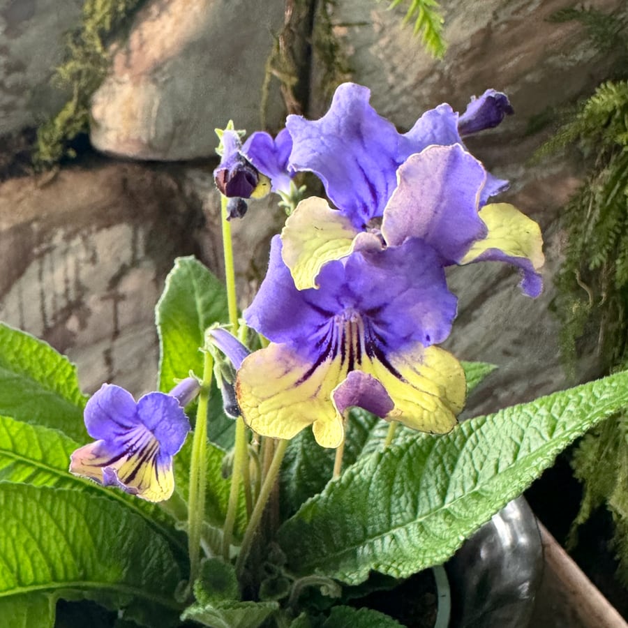 Streptocarpus-hybrid, lila och gul, blommor