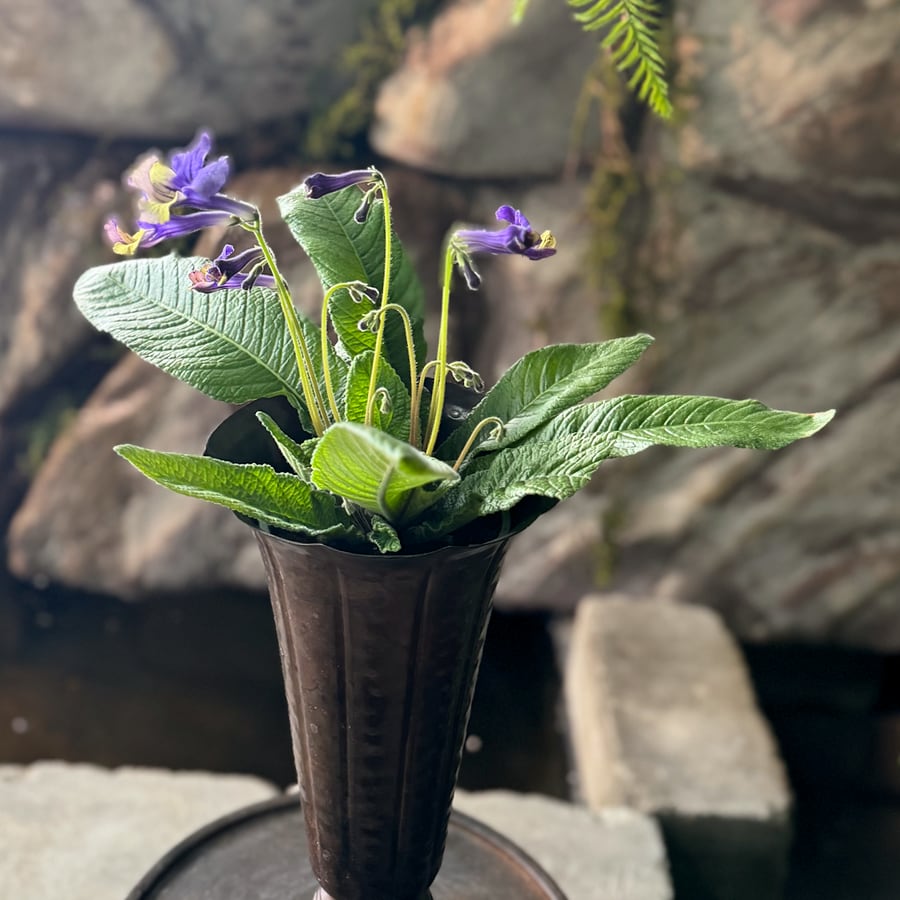 Streptocarpus-hybrid, lila och gul, i blom