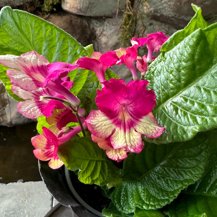 Streptocarpus hybrid, cerice och gul, blommor