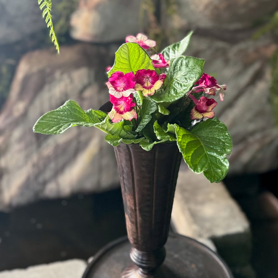 Streptocarpus-hybrid, cerice och gul, i blom
