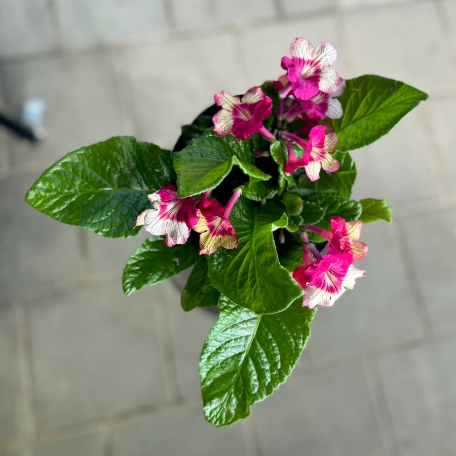 Streptocarpus-hybrid, cerice och gul, i blom
