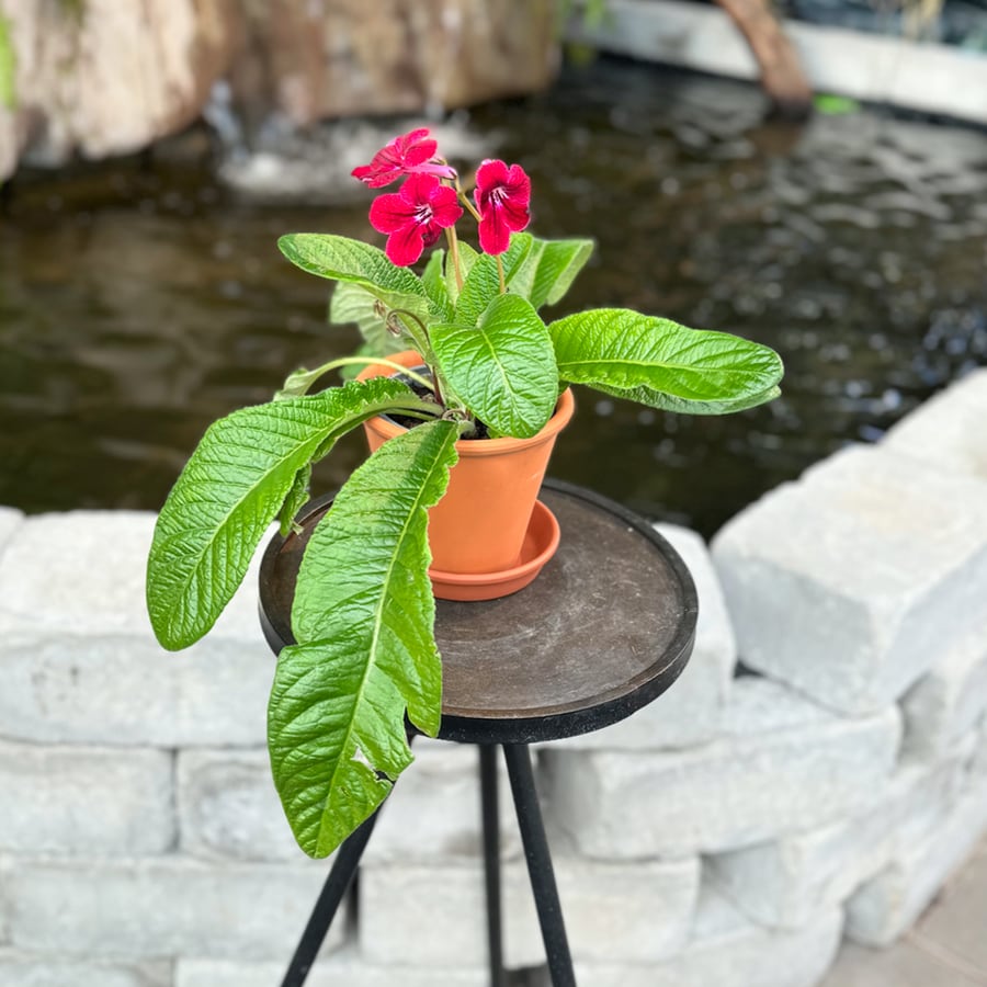 Streptocarpus-hybrid, röd, blommande planta