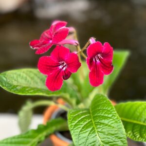 Streptocarpus-hybrid, röd, blommor