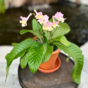 Streptocarpus-hybrid, rosa och gul, blommor