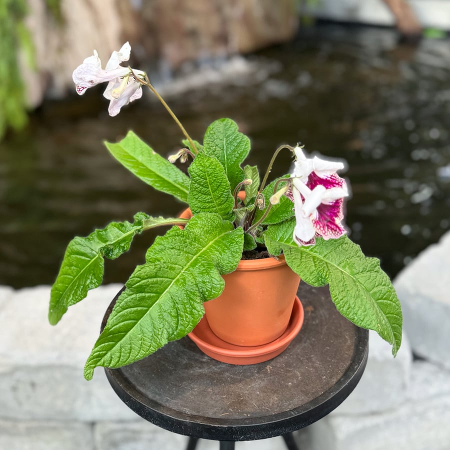 Streptocarpus-hybrid, vinröd och vit, blommande planta