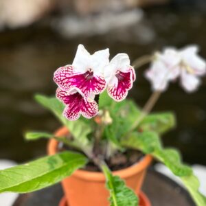 Streptocarpus-hybrid, vinröd och vit, blommor