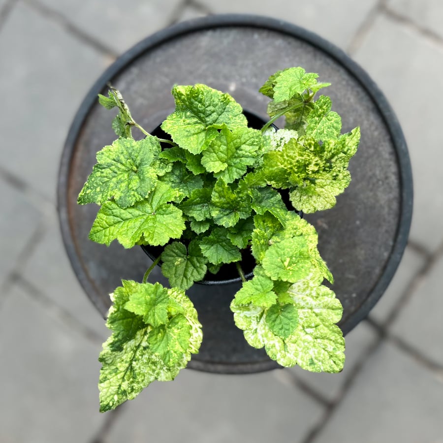 Tolmiea menziesii, uppifrån