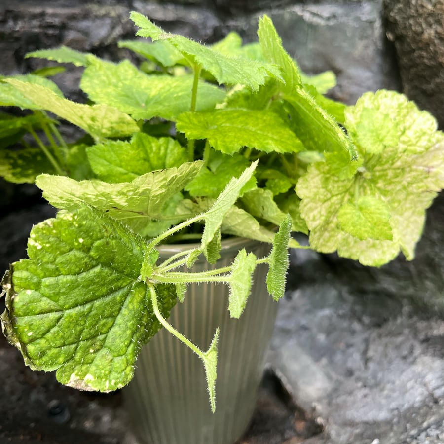 Tolmiea menziesii, vuxen planta