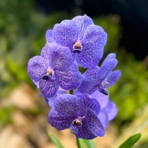 Vanda-hybrid, blå, blommor