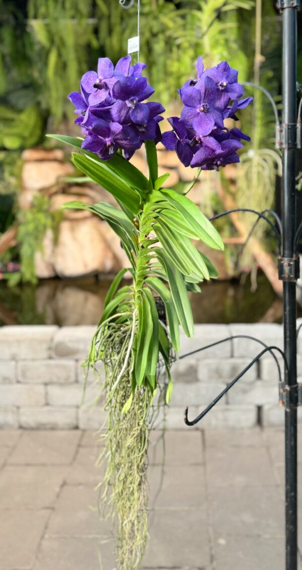 Vanda-hybrid, blå, tva stänglar