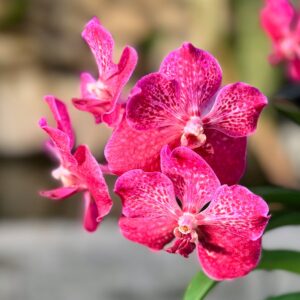 Vanda-hybrid, klarrosa med vitt, blommor