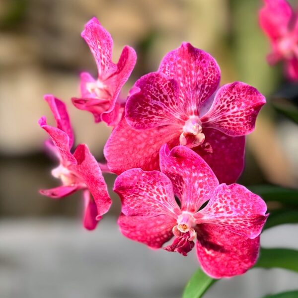 Vanda-hybrid, klarrosa med vitt, blommor