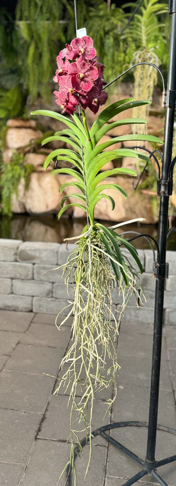 Vanda-hybrid, röd, 2 stänglar