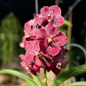 Vanda-hybrid, röd, blommor