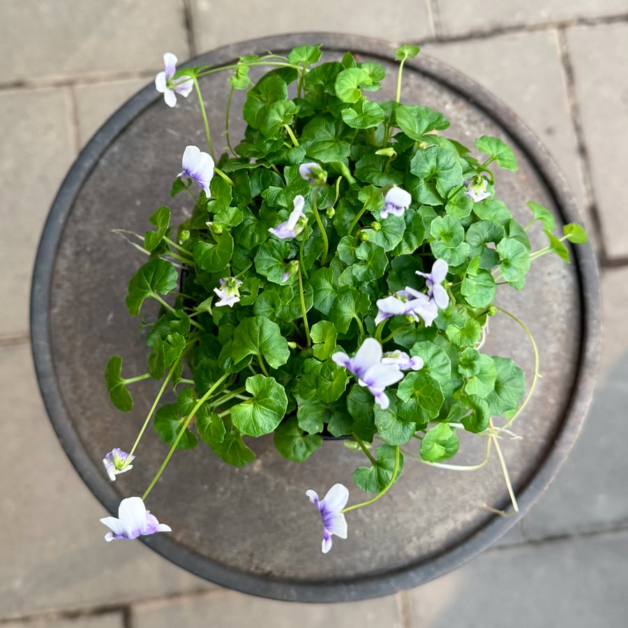 Viola hederacea, blommor
