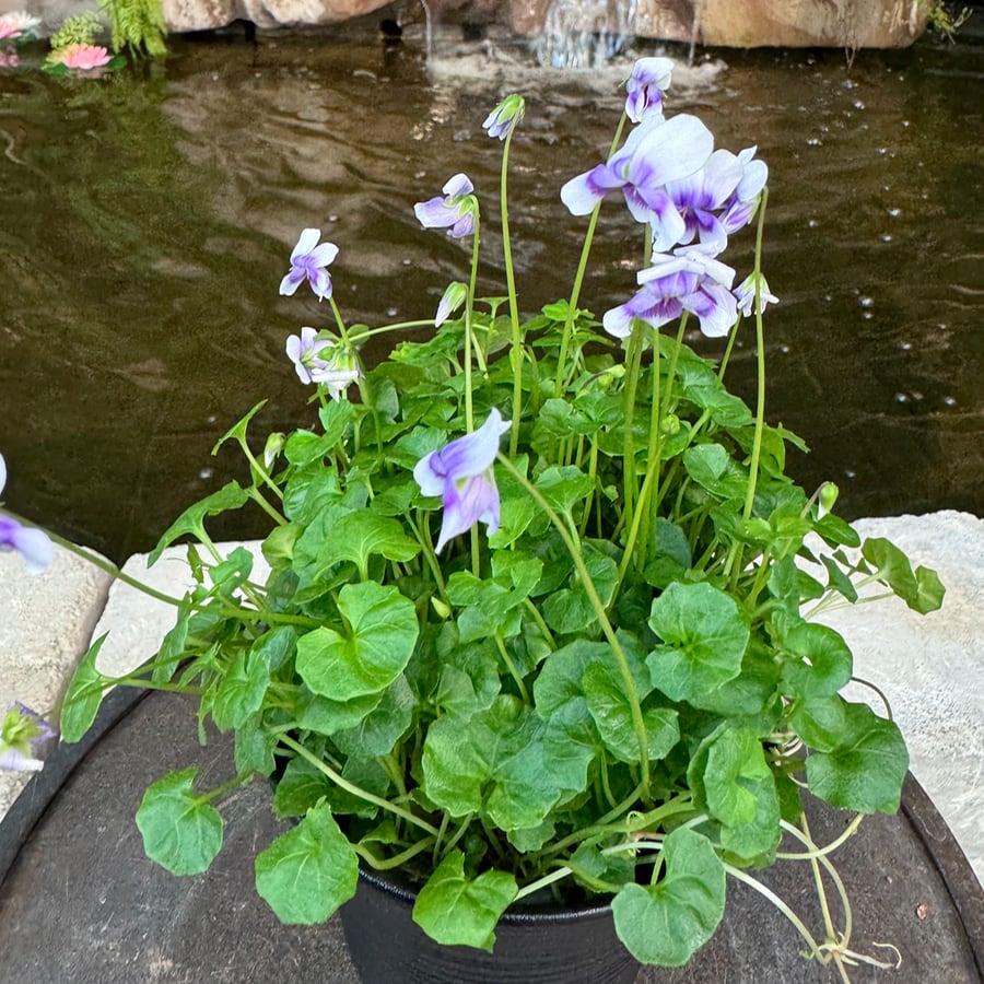 Viola hederacea, i blom