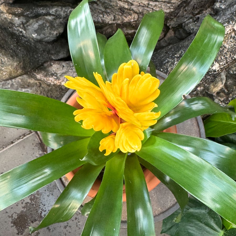 Vriesea Vision, blad