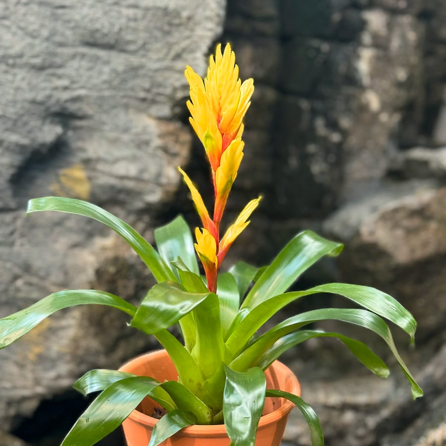 Vriesea Vision, i blom