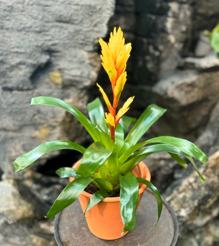 Vriesea Vision, i blom