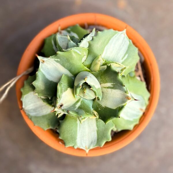 Agave potatorum 'Ouhi-Raijin', variegata, blad