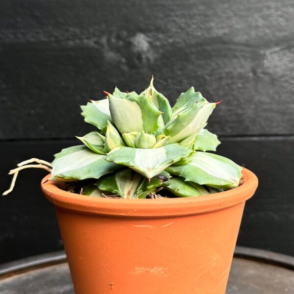 Agave potatorum 'Ouhi-Raijin', variegata, vuxen planta