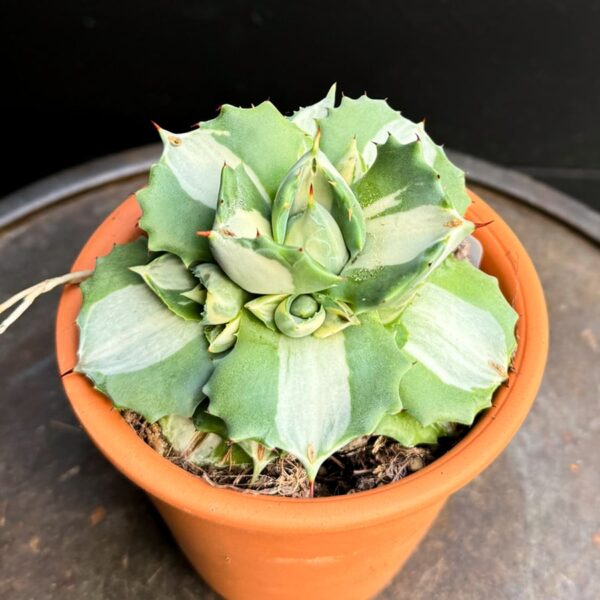 Agave potatorum 'Ouhi-Raijin', variegata, vuxen planta
