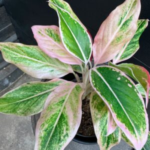 Aglaonema commutatum 'Lipstick Pink', blad