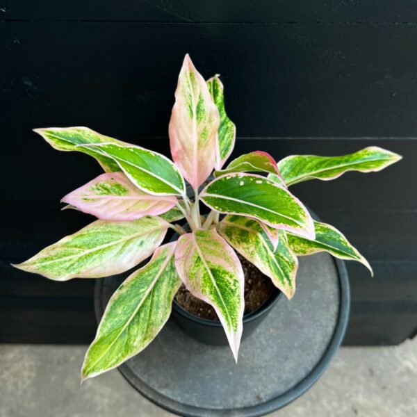 Aglaonema commutatum 'Lipstick Pink', vuxen planta