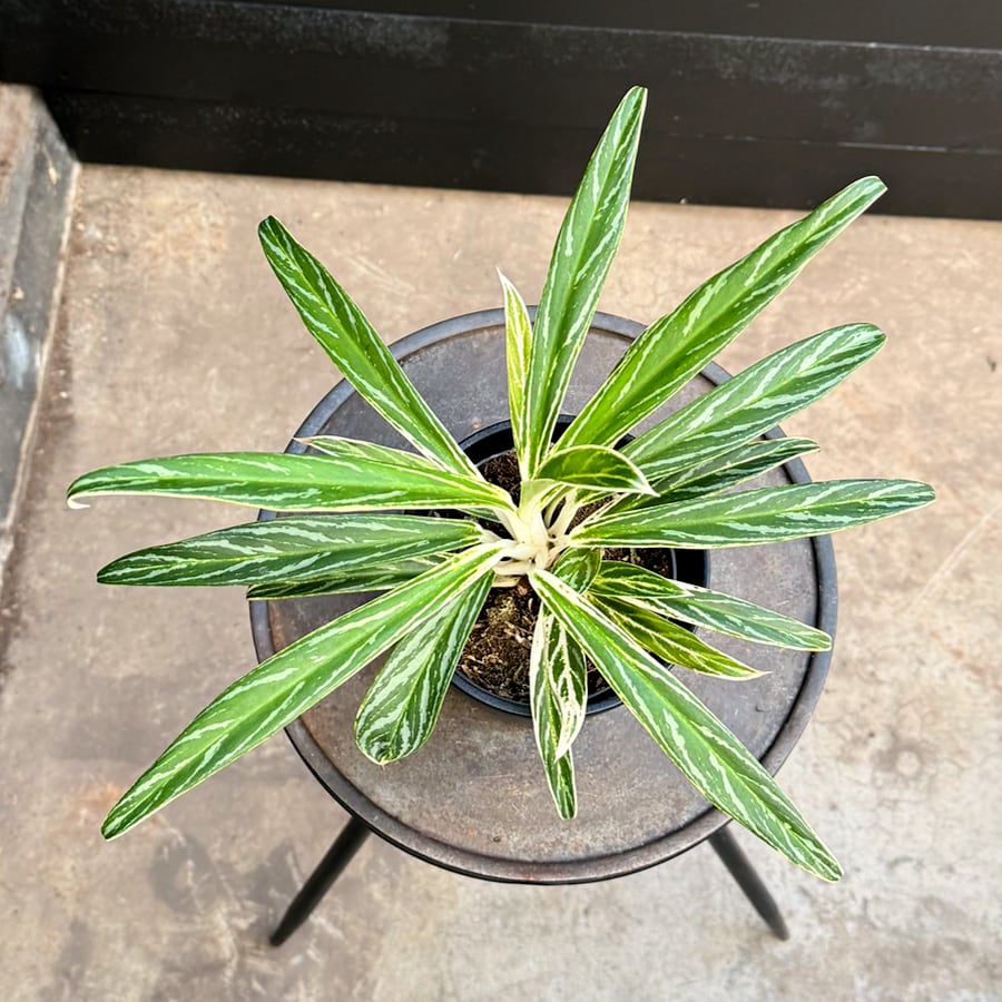 Aglaonema commutatum 'Zebra Feathers', blad