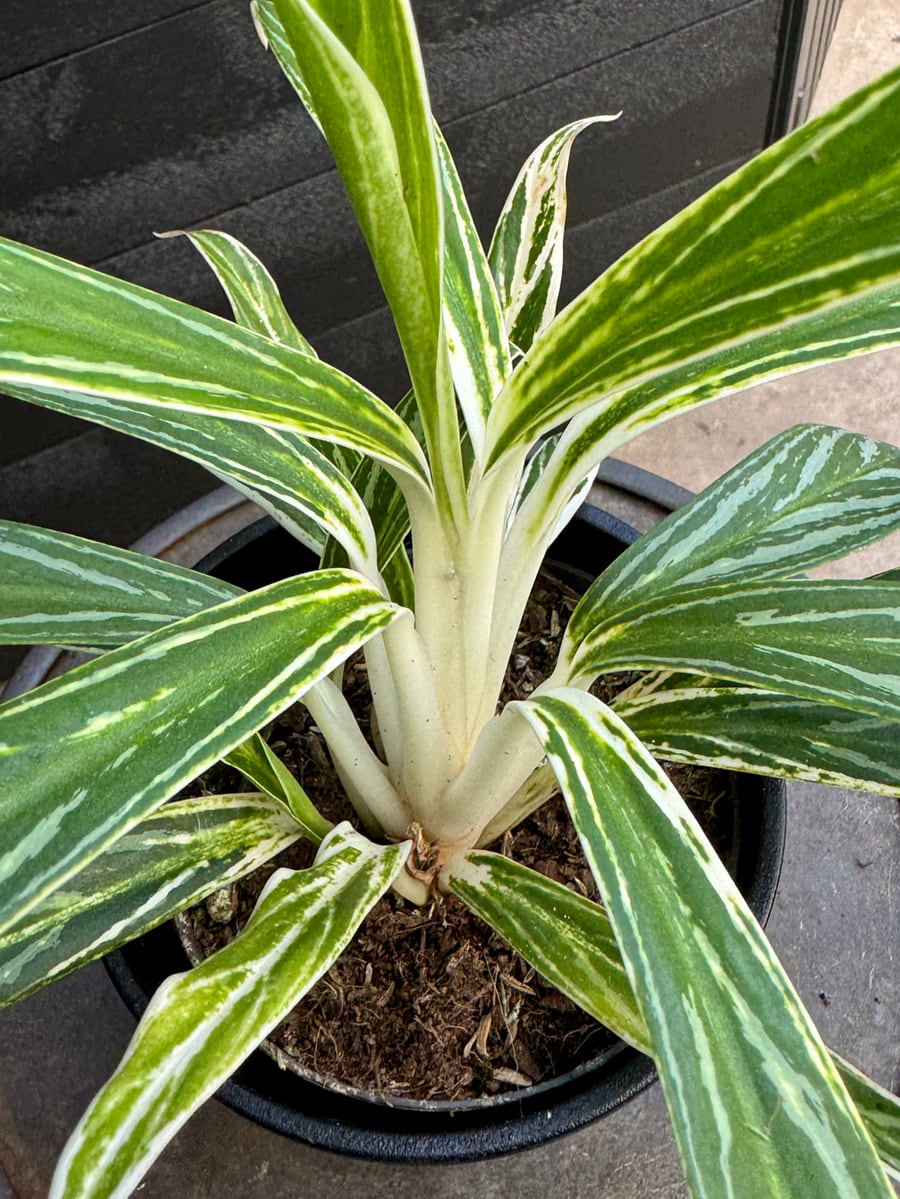 Aglaonema commutatum 'Zebra Feathers', detalj