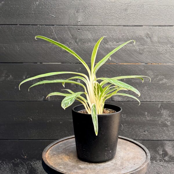 Aglaonema commutatum 'Zebra Feathers', vuxen planta
